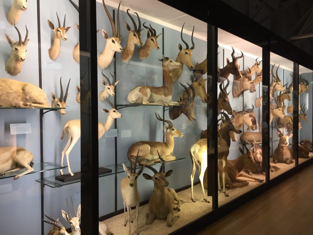 Natural_History_Museum_Tring_Chilterns_Matt_Brown_Flickr