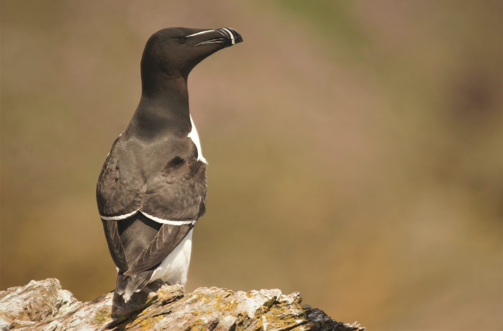 Razorbill Bardsey Island Wales by Ed Betteridge Shutterstock