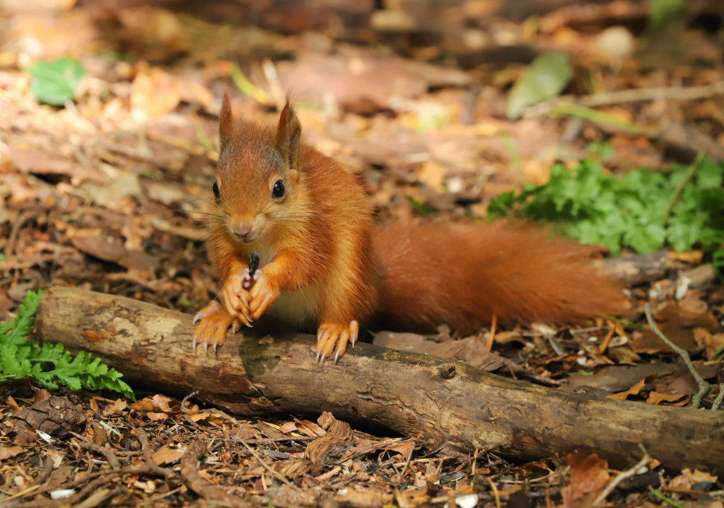 Red squirrel Anglesey Wales by Helen J Davies Shutterstock wildlife breaks Wales