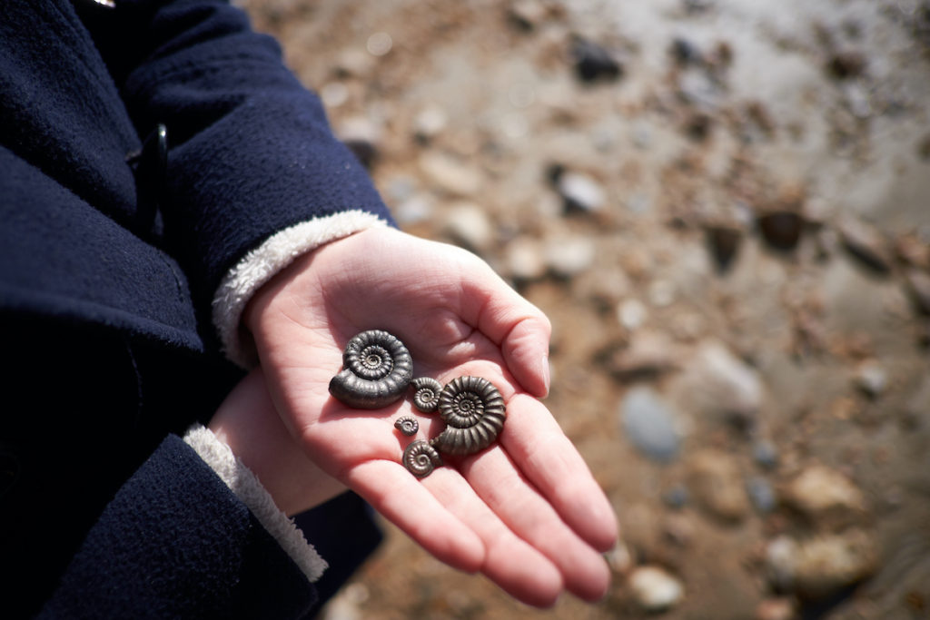 Fossil hunting Lyme Regis Devon by mattxfoto Shutterstock