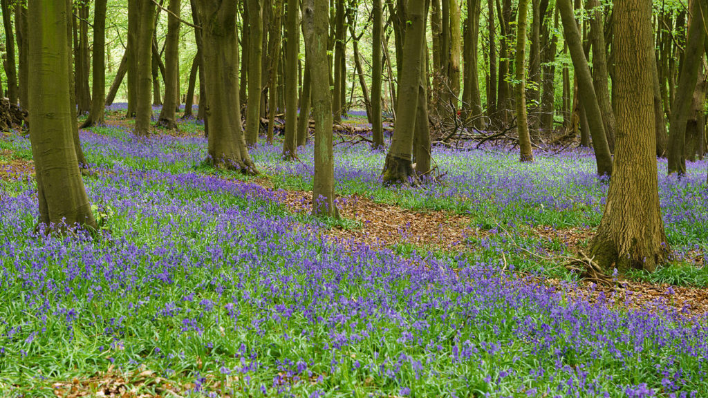 Bluebells, Ashridge Estate, Chilterns, Colin, Wikimedia Commons