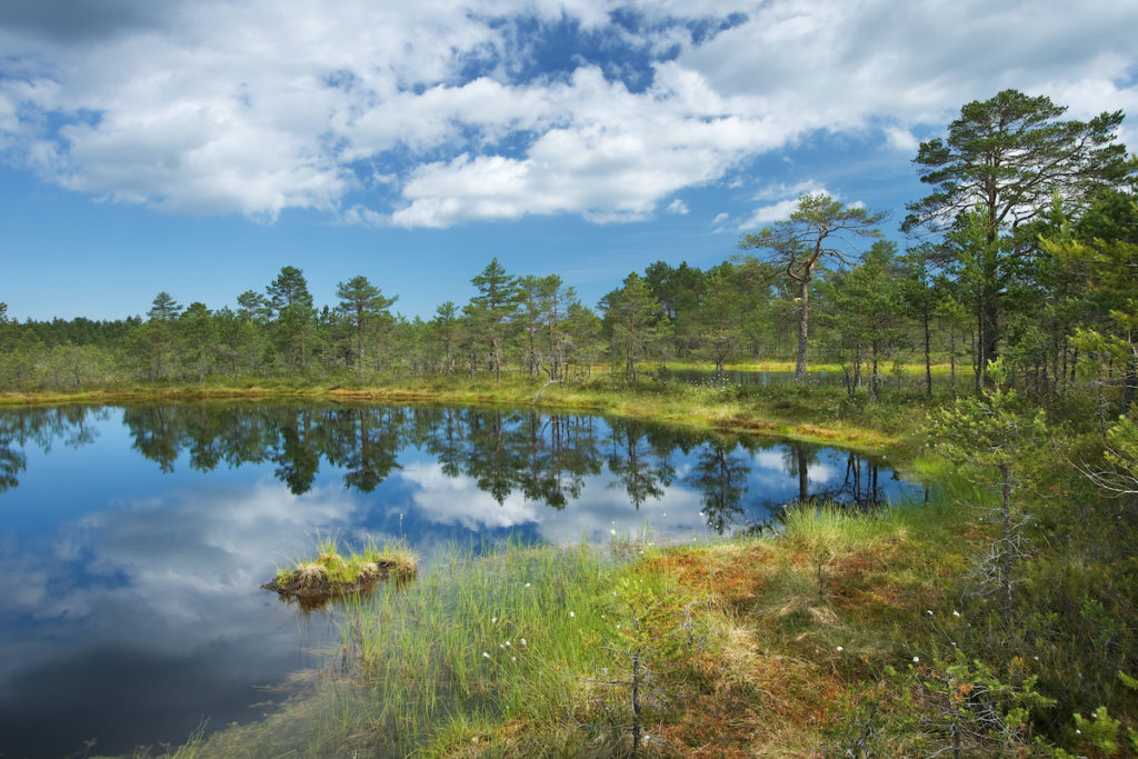 Lahemaa National Park Estonia by LeManna, Shutterstock