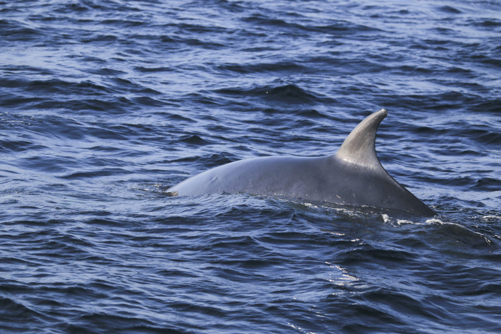 North York Moors Minke Whale by Tom marshall Yorkshire Wildlife Trust