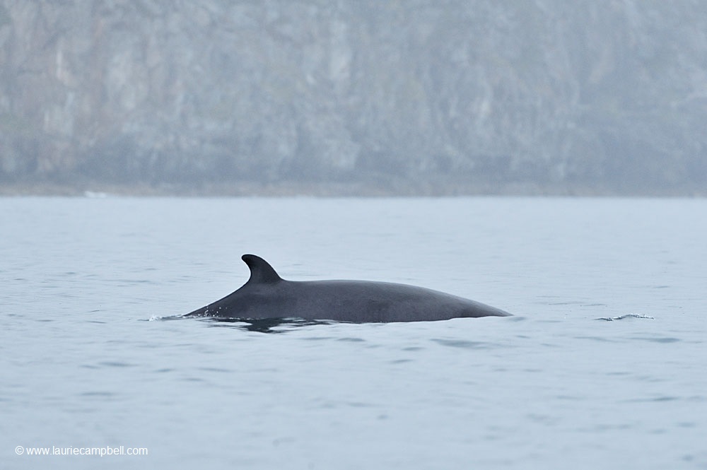 Minke Whale Outer Hebrides by Laurie Campbell Photography www.lauriecampbell.com best places to see whales britain