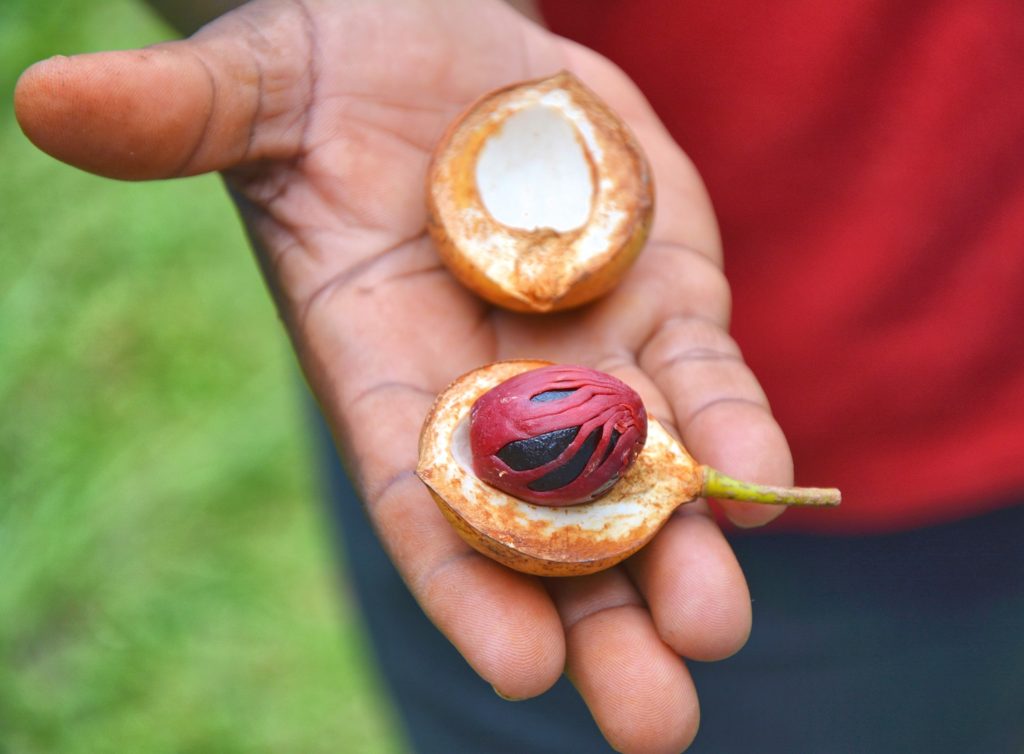 Man holds nutmeg in his hand. 
