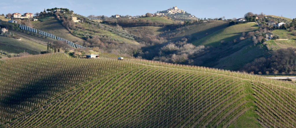Umbria Wine by Mario Troiani Shutterstock food and drink Umbria and the Marche