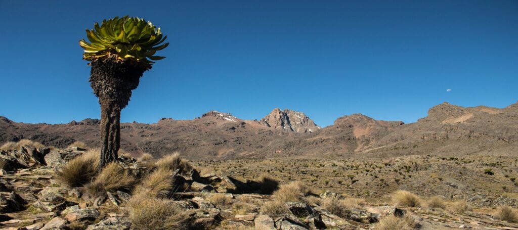 Mt Kenya