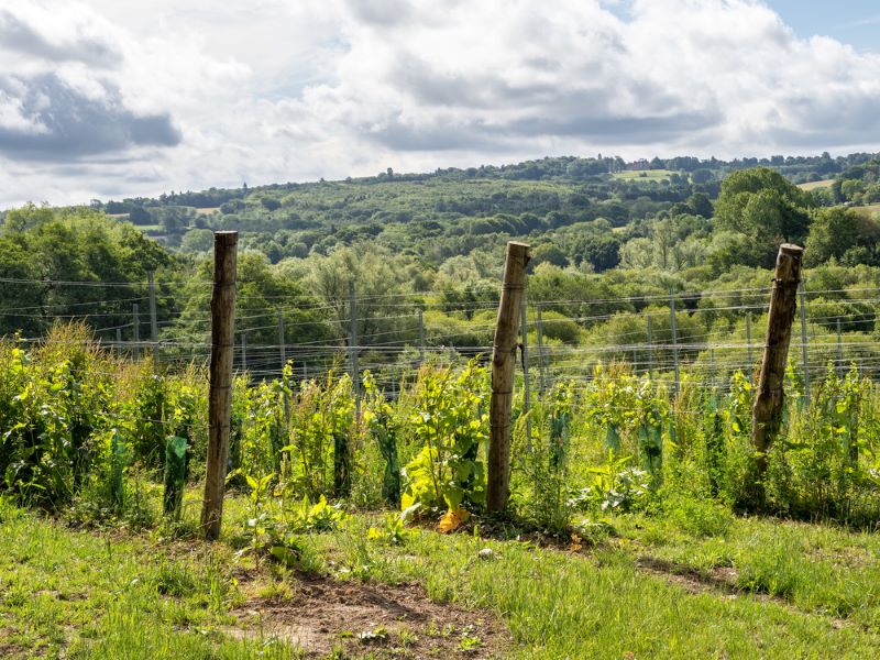 Kingscote Estate, one of best Sussex vineyards