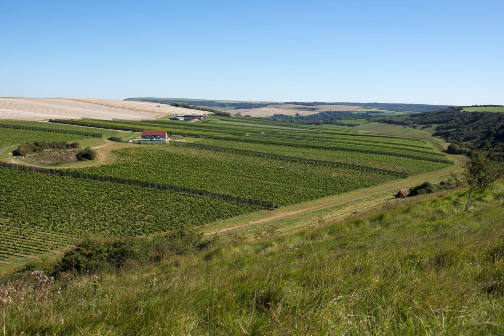 Rathfinny Wine Estate, one of best Sussex vineyards