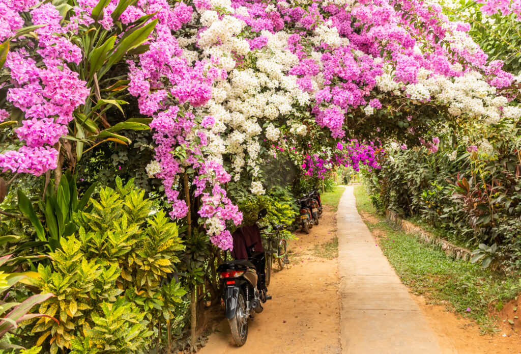 Flowers, Luang Prabang, Laos © Bharat Patel