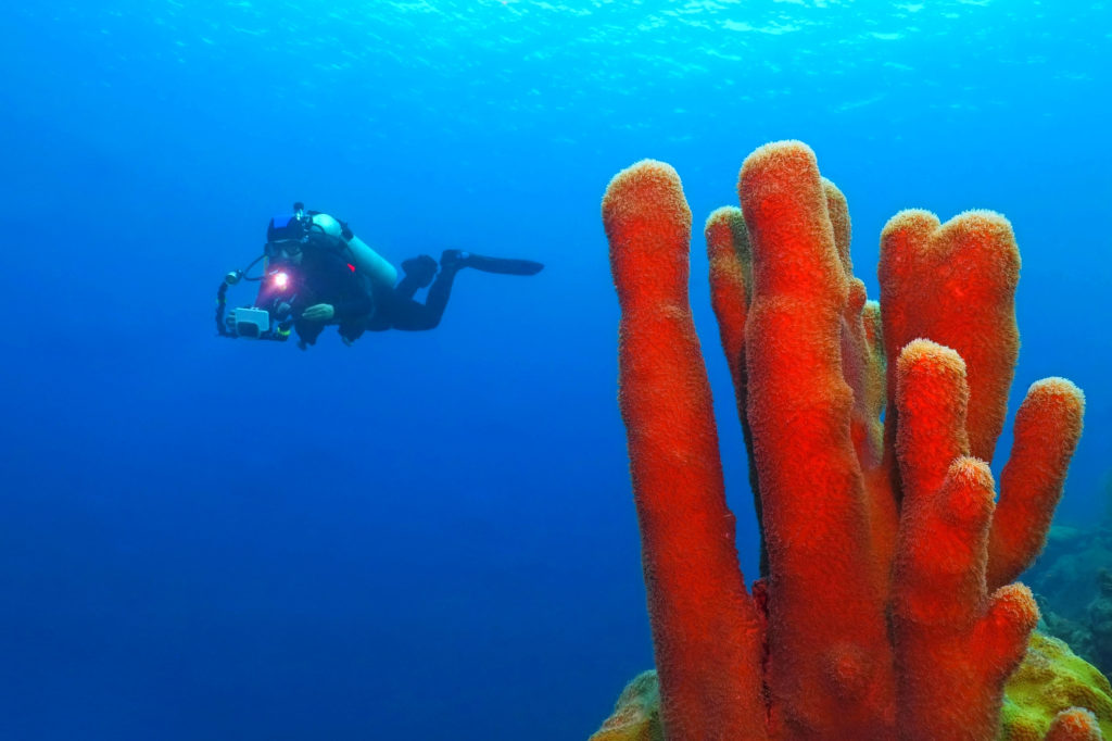 Scuba diving, Dominica by blue-sea.cz, Shutterstock