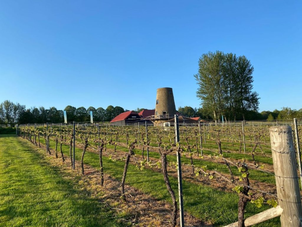 Nutbourne Vineyard, one of best Sussex vineyards