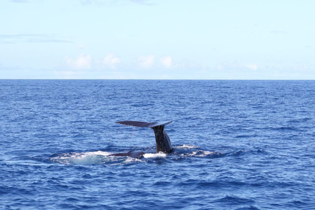 Sperm whale, Dominica by Alan Carter, Shutterstock