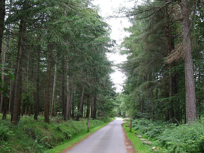 Culloden Wood spookiest Britain