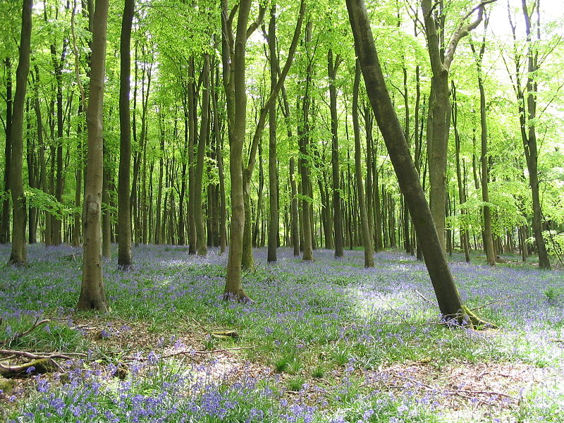 Savernake Forest spookiest woods Britain 