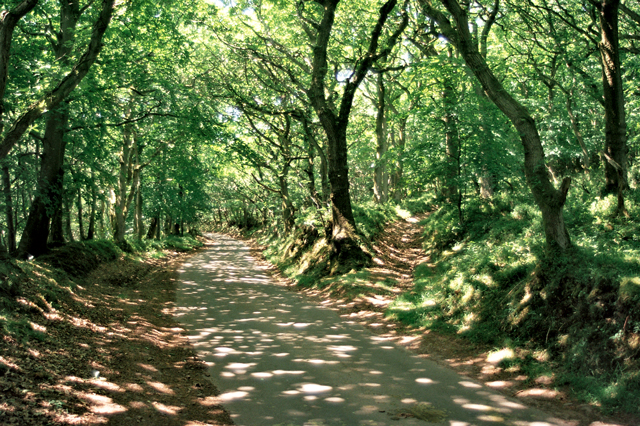 Shervage Forest spookiest woods Britain 