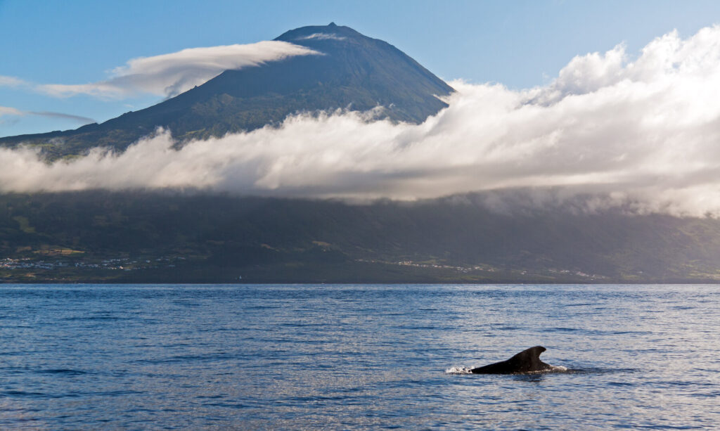Whale Azores Portugal
