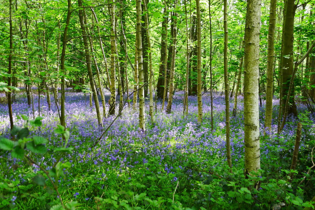 Bisham Woods Thames Path wild woods 