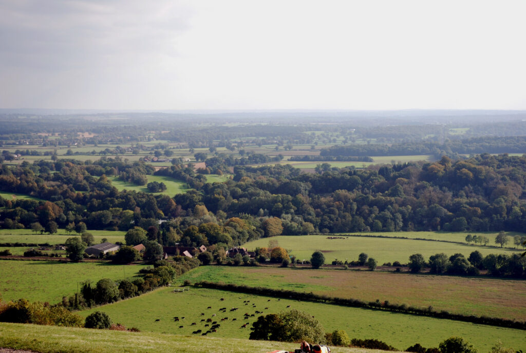 Box Hill North Downs Way wild woods