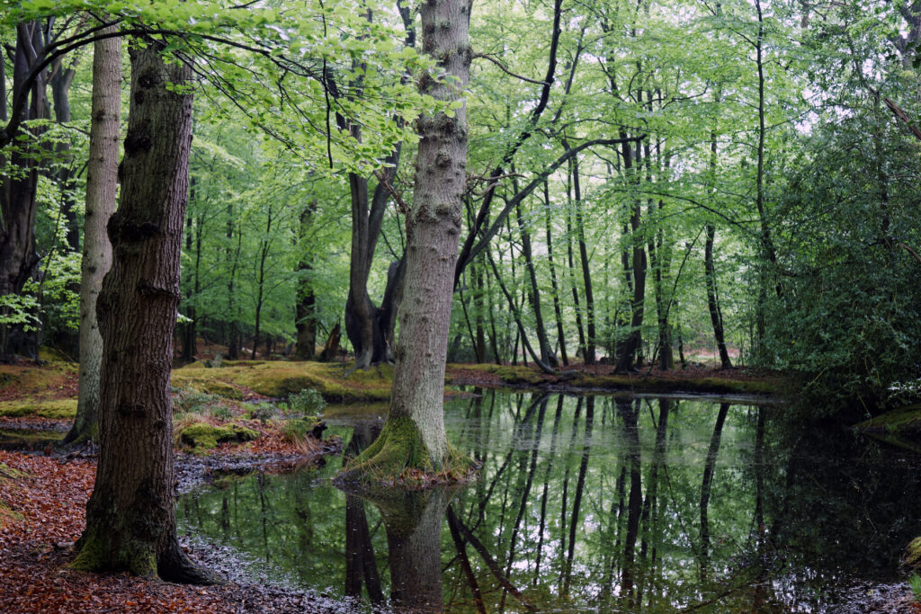 Epping Forest wild woods 