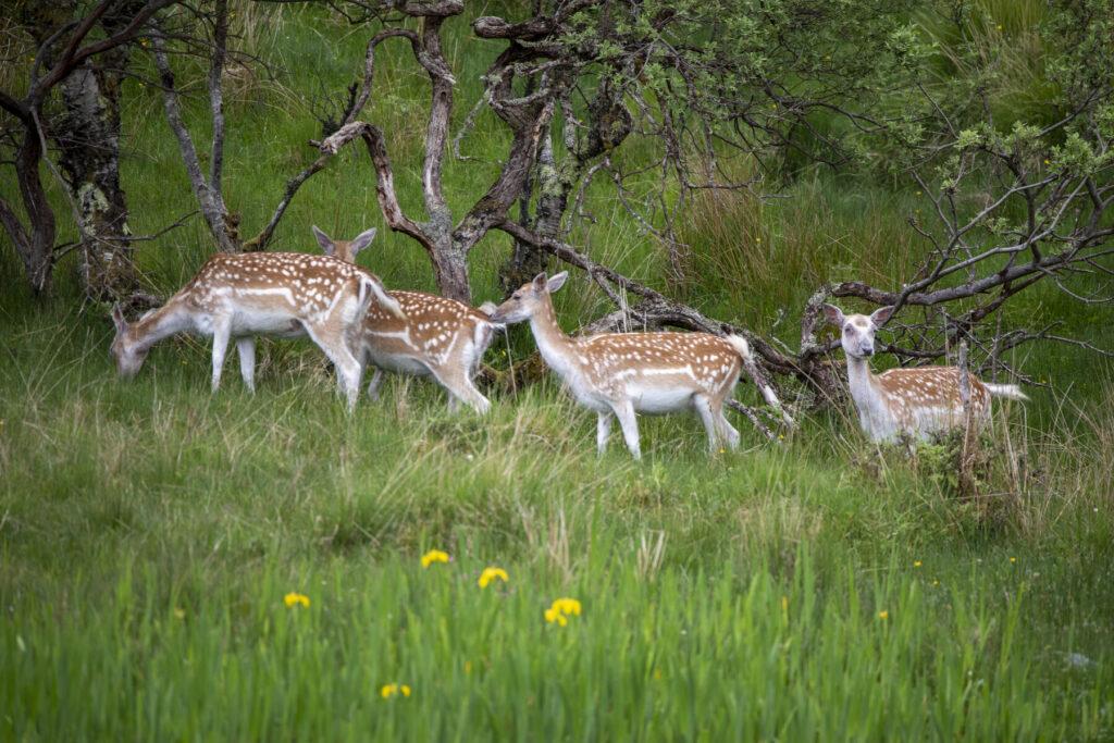 Deer Shuna William Gray