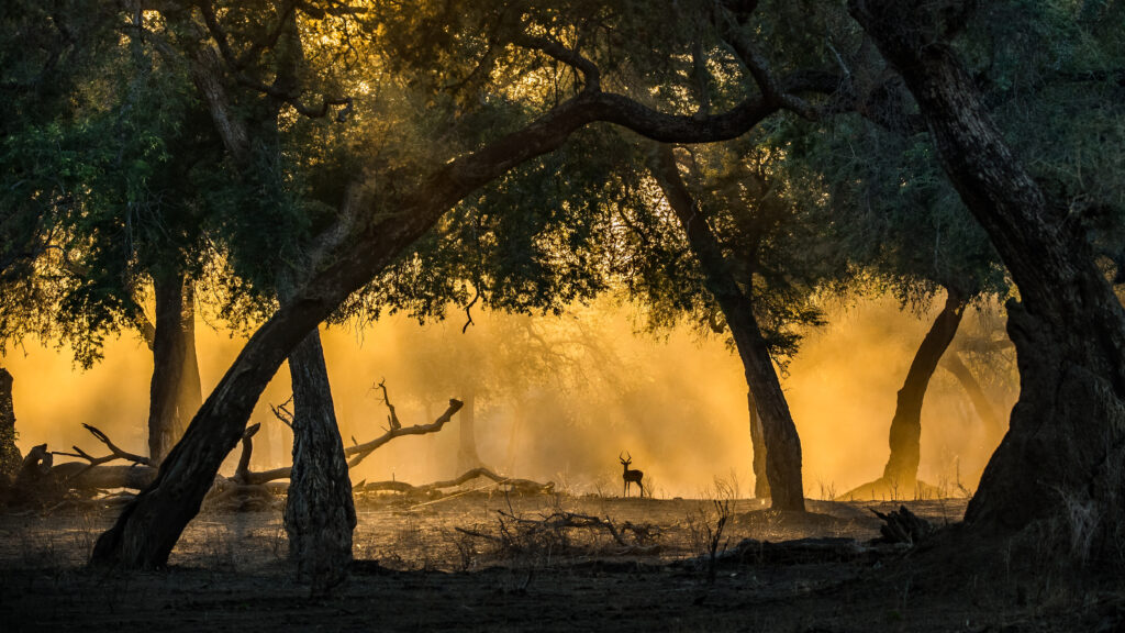 Mana Pools National Park Artur Stankiewicz Focus for Survival
