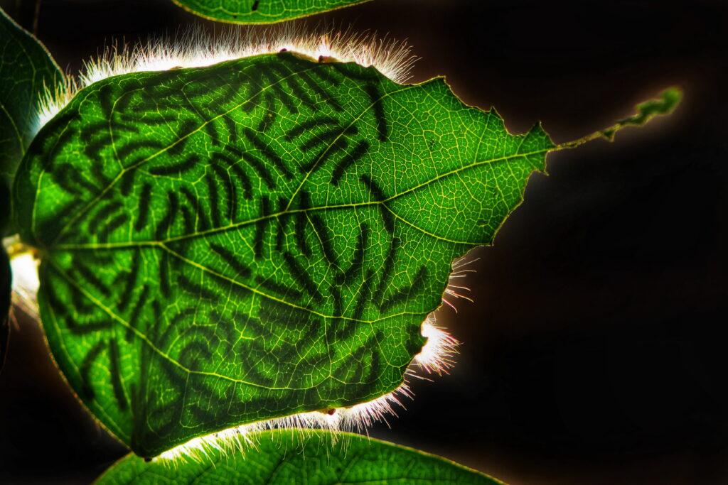Leaves Kolkata Dibakar Roy Focus for Survival