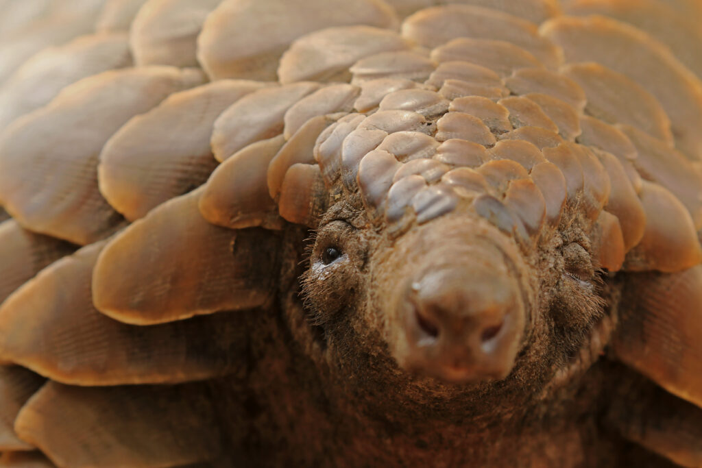 Pangolin Botswana Sam Wallace Focus for Survival