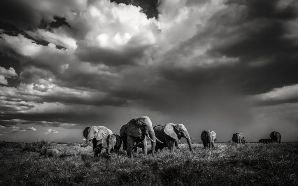 Serengeti Artur Stankiewicz Focus For Survival