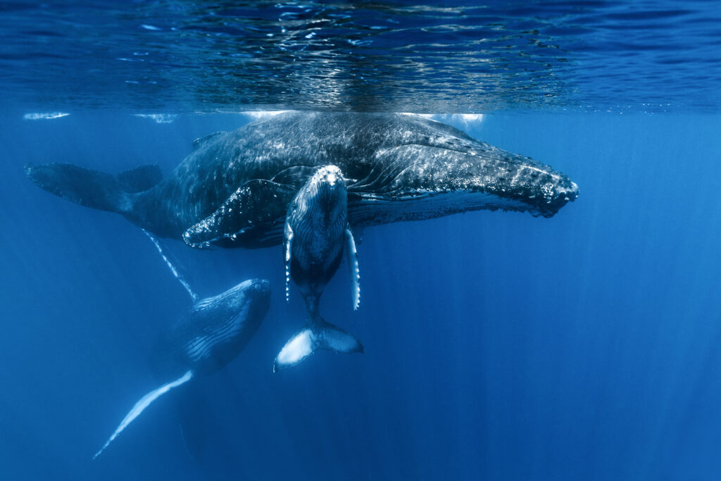 Trio of Whales Yves Guenot Focus for Survival