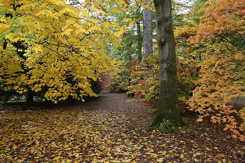 Westonbirt Arboretum autumn UK 