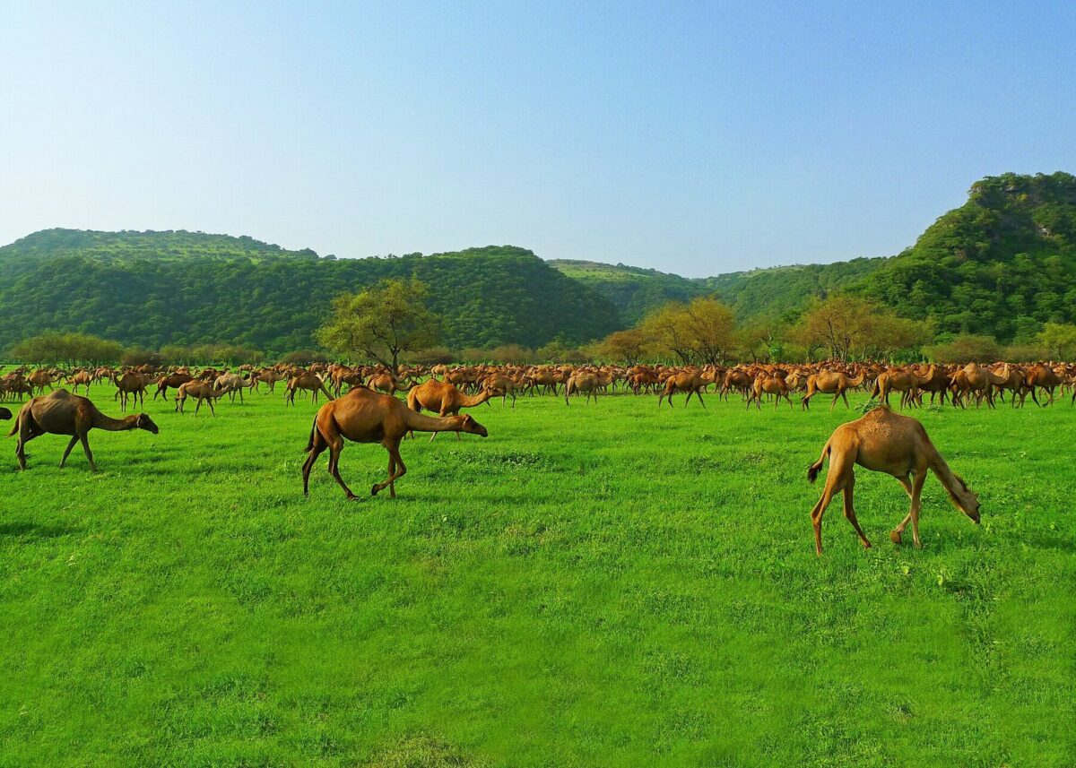 Dhofar valley Oman Frankincense Tony Walsh