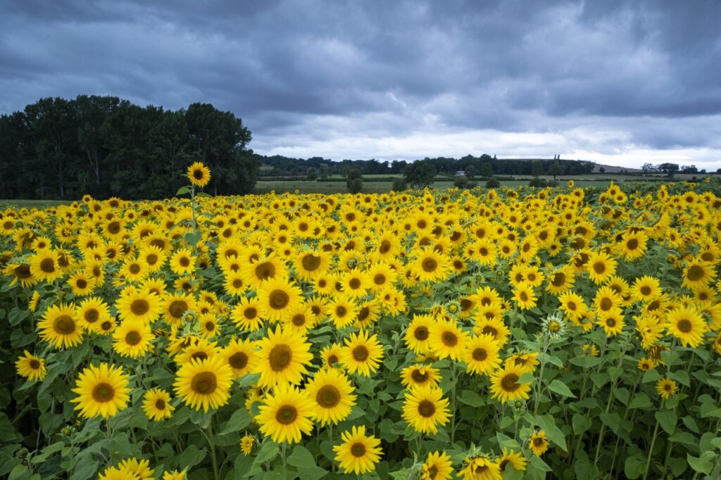 Sunflowers Cotswolds Jeremy Flint
