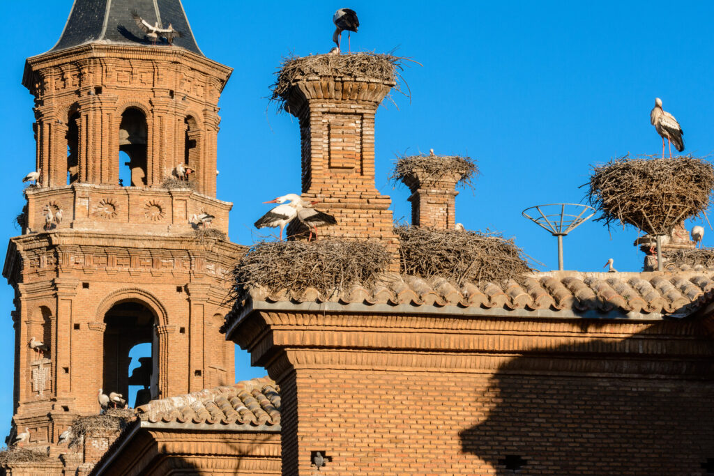 Storks Alfaro Camino Ignaciano pilgrimage 