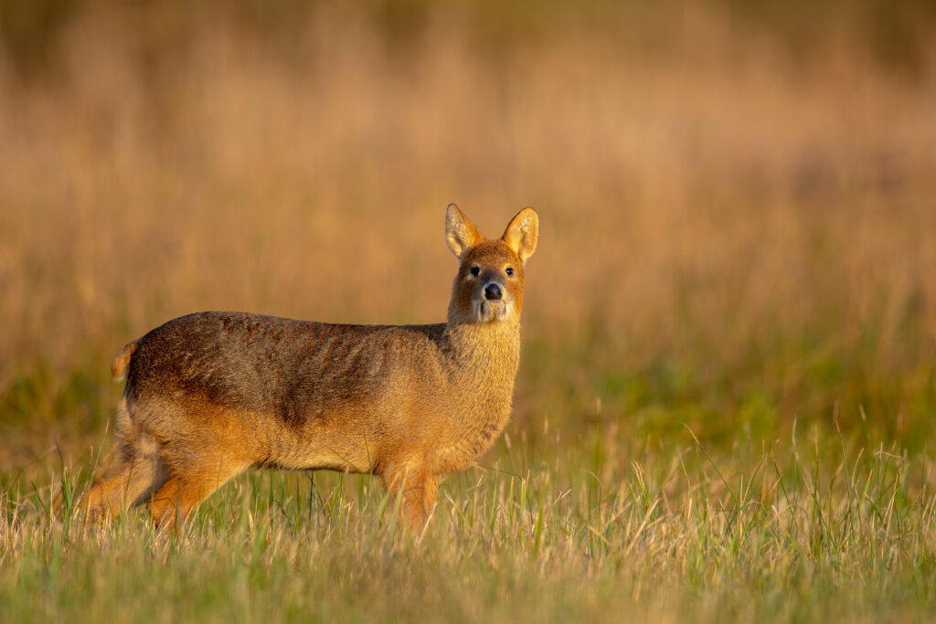 deer Fens Cambridgeshire