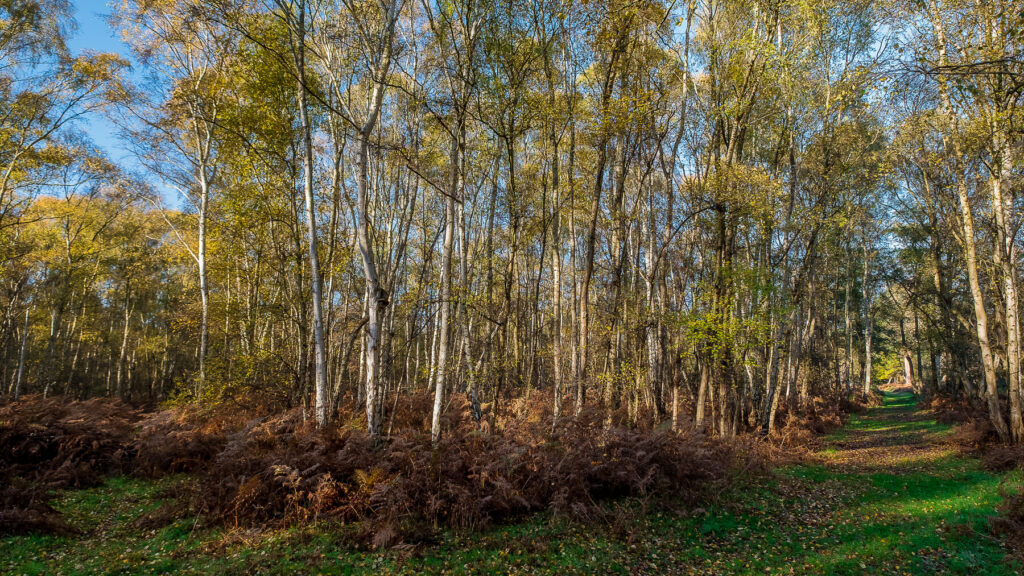 Holme Fen Cambridgeshire