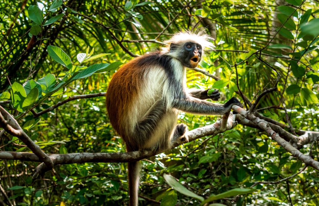 Jozani-Chwaka National Park