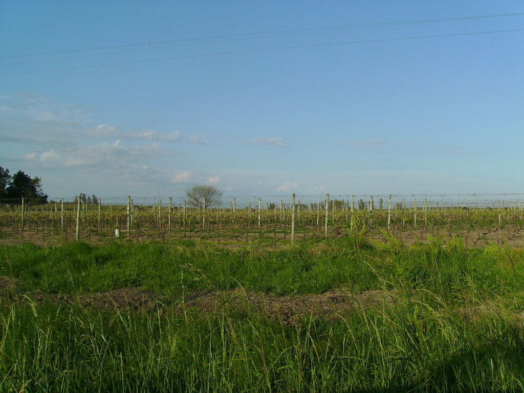 Uruguay wineries 