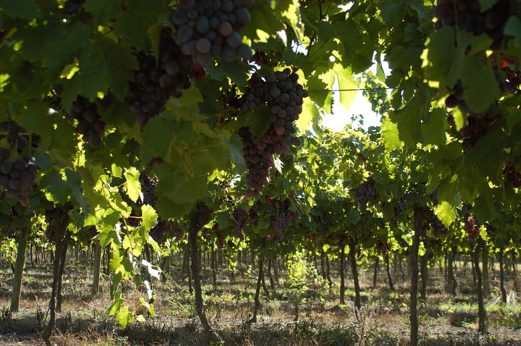 Viña Varela Zarranz Uruguay wineries