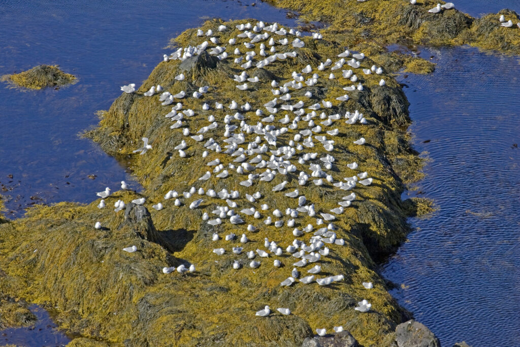 Látrabjarg Iceland