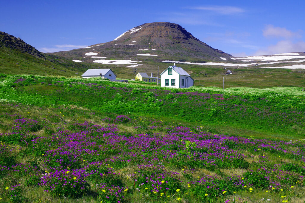 Hornstrandir Iceland