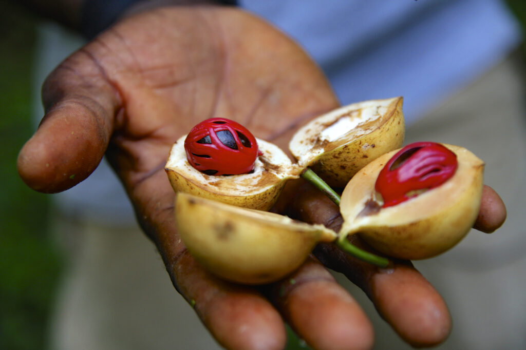 spice tour Zanzibar travel 