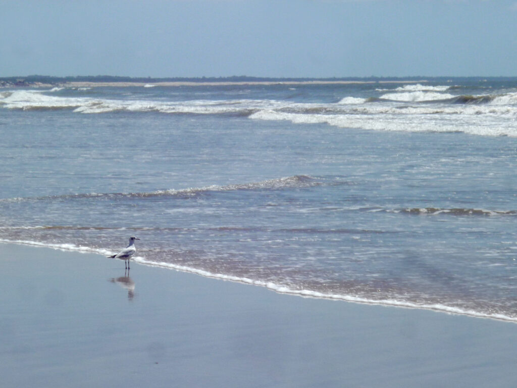 Barra de Valizas Cabo Polonio Uruguay