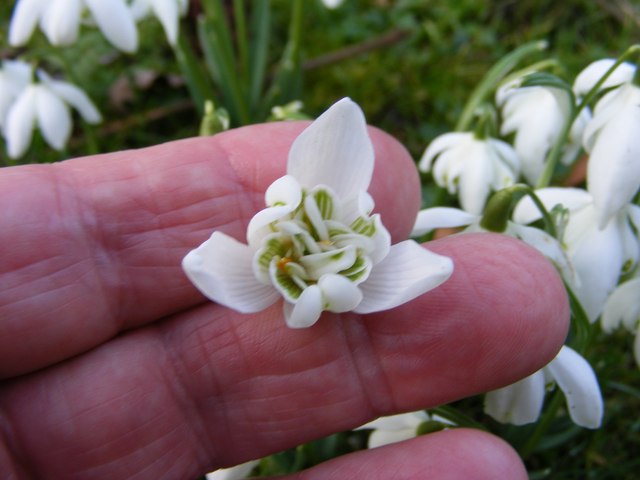 Snowdrops Hopton Hall Britain 