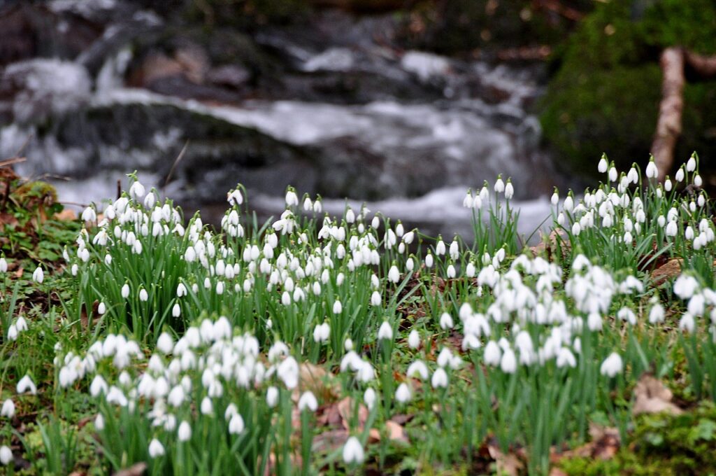 Snowdrop valley Britain 