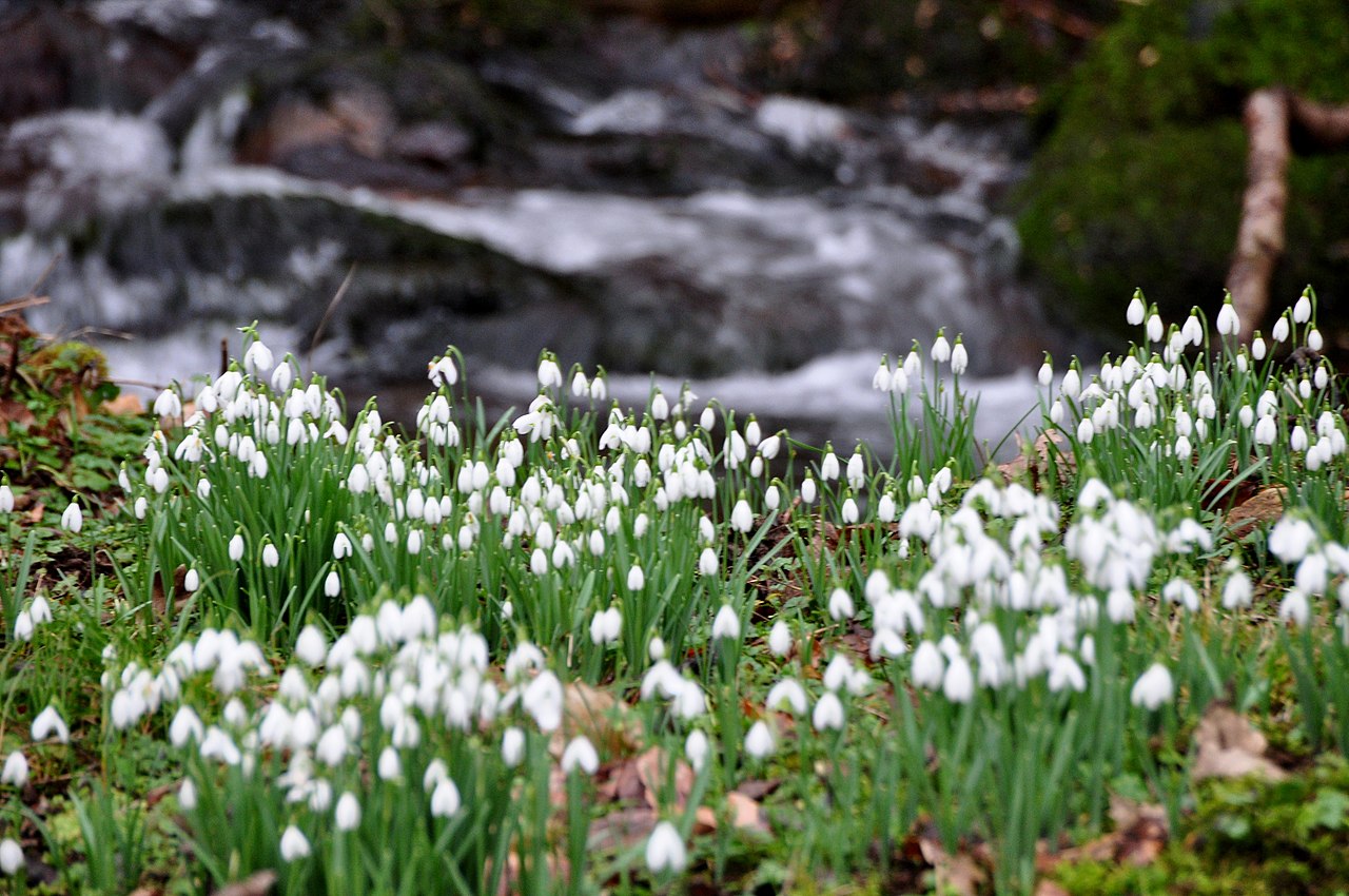 Locating nature's pearl: where to find snowdrops in Britain 