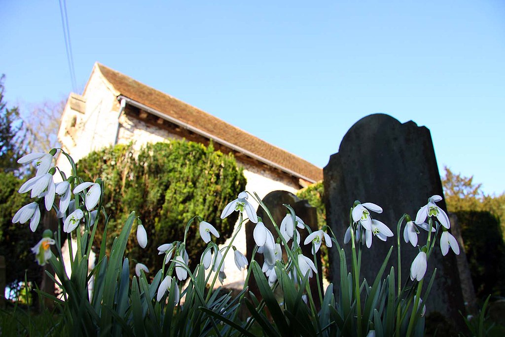 Swyncombe snowdrops Britain 