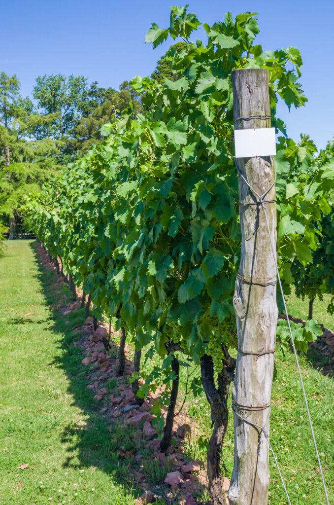 Canelones’ wineries Uruguay