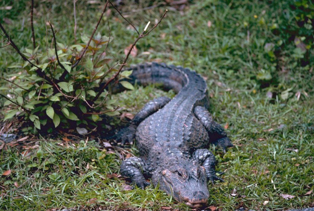 Chinese alligator 