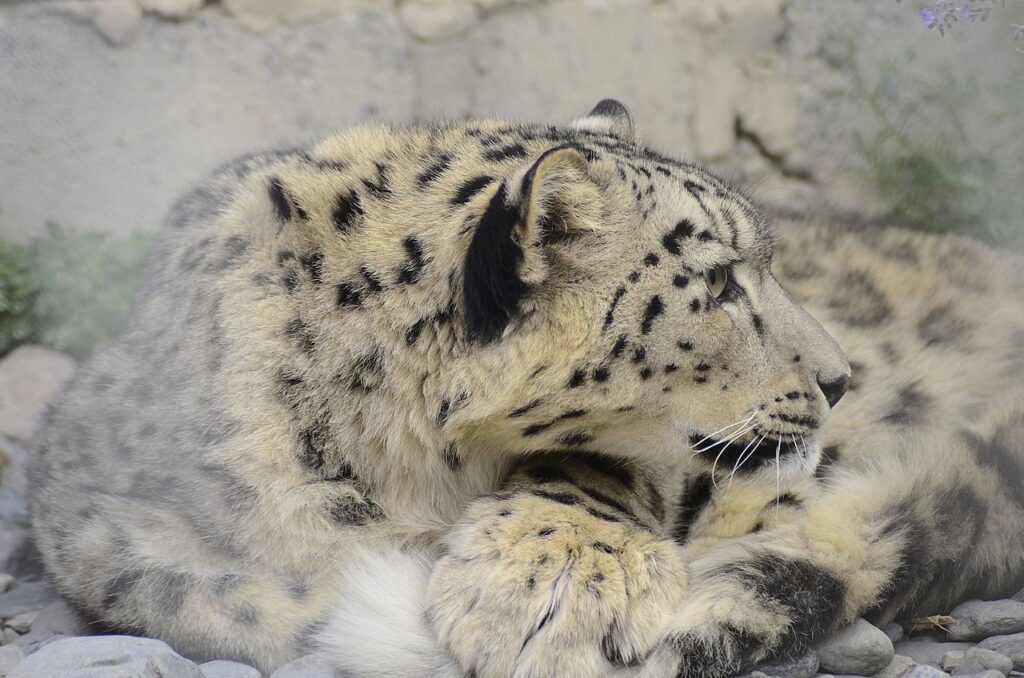 snow leopard Chinese nature reserve 